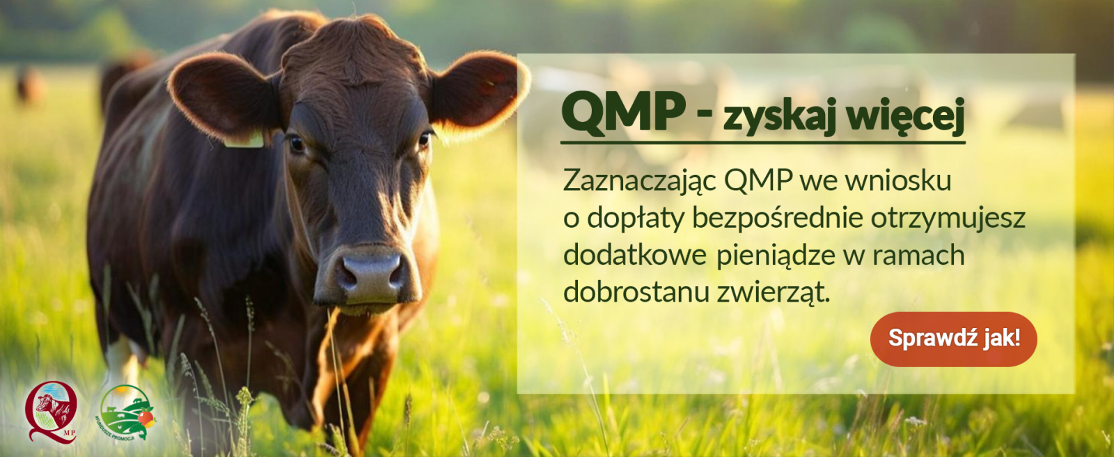 Zdjęcie: Rolniku! Hodujesz bydło mięsne? Nie możesz tego przegapić!