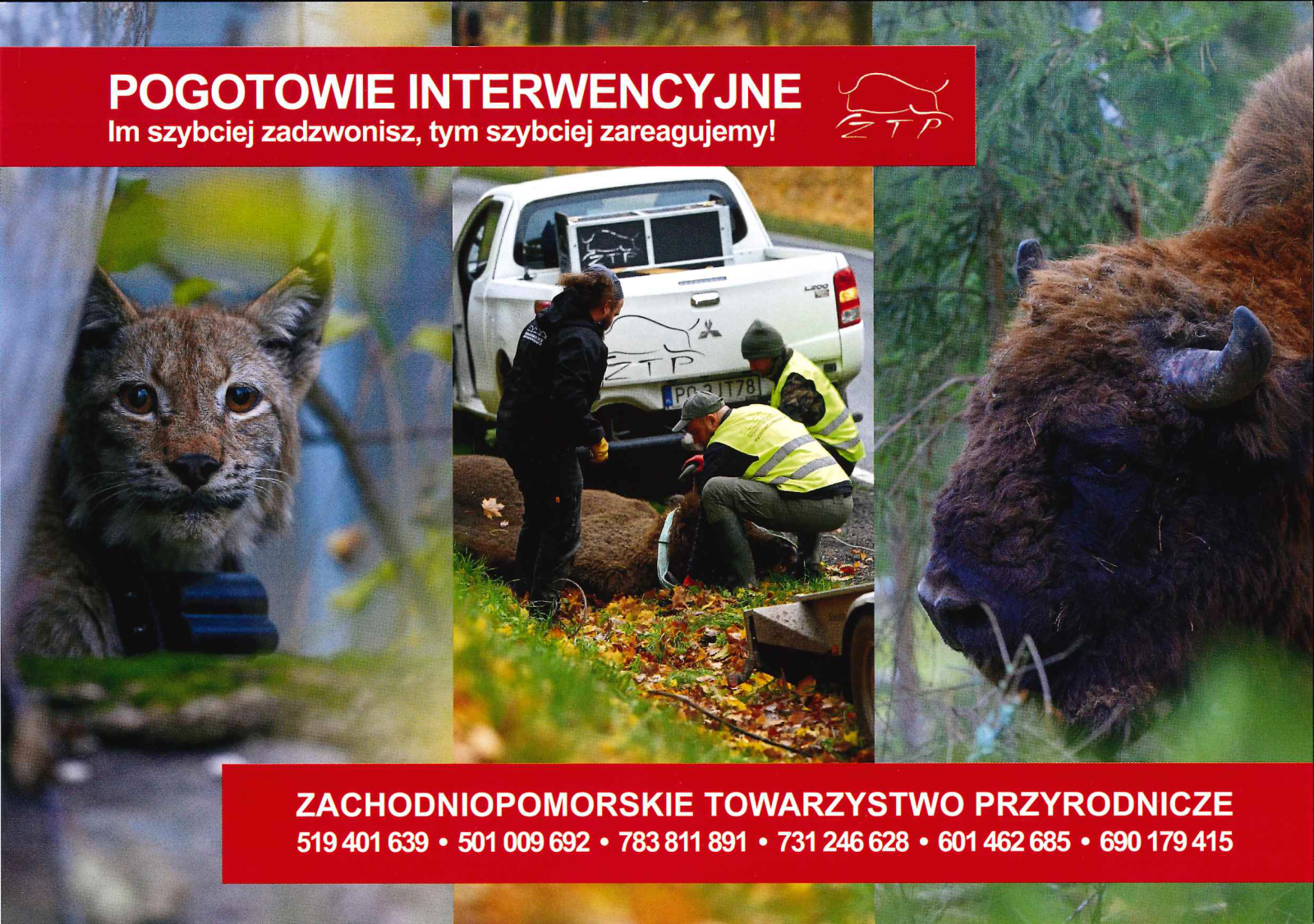 Zdjęcie: Zachodniopomorskie Towarzystwo Przyrodnicze - Pogotowie interwencyjne – ds. rysi i żubrów