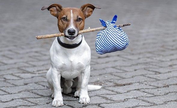 Zdjęcie: ZARZĄDZENIE NR 15/2026 BURMISTRZA RECZA z dnia 28 stycznia 2026 r. w sprawie przeprowadzenia konsultacji społecznych w Gminie Recz w przedmiocie projektu „Programu opieki nad zwierzętami bezdomnymi oraz zapobiegania bezdomności zwierząt na terenie Gminy Recz w 2026 roku”.