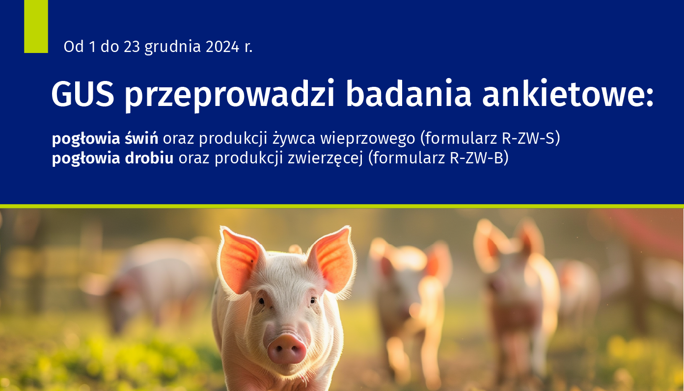 Zdjęcie: Badania ankietowe GUS: Badanie pogłowia świń oraz produkcji żywca wieprzowego (R-ZW-S) i Badanie pogłowia drobiu oraz produkcji zwierzęcej (R-ZW-B)