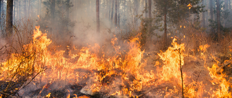 Zdjęcie: ALERT RCB - zagrożenie pożarowe lasów (26.06)